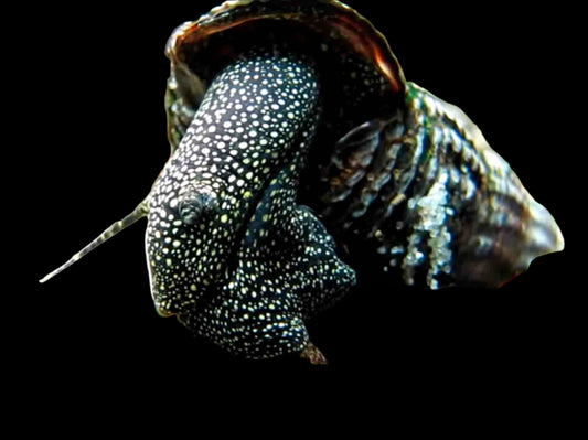 WHITE SPOTTED RABBIT SNAIL (Tylomelania patriatrchalis) - Aquarists Across Canada