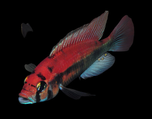 XYSTOCHROMIS .SP FLAMEBACK (KYOGA FLAMEBACK)