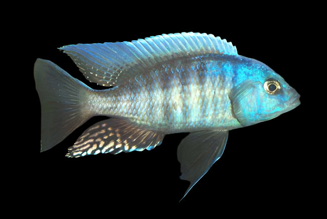 YELLOW FIN MLOTO (Otopharynx Tetraspilus) 4" - Aquarists Across Canada
