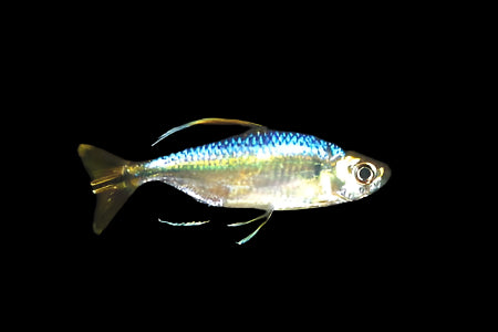 YELLOW TAIL CONGO TETRA (Alestopetersius caudalis)