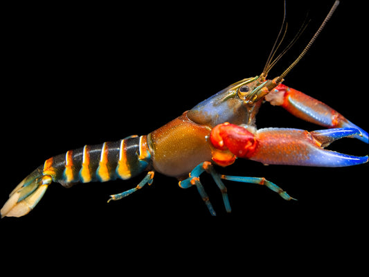 ZEBRA TIGER CRAYFISH (Cherax Peknyi)