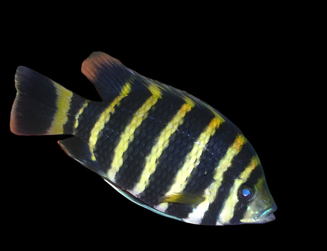 ZEBRA TILAPIA (Heterotilapia buttikoferi)