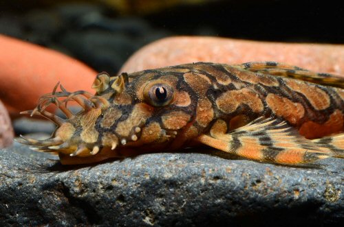 L519 "RIO ITENEZ BRISTLENOSE (Ancistrus .sp Kiefner) 2403