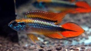 AGASSIZ'S DWARF CICHLID (Apistogramma agassizii *double red*) - Aquarists Across Canada