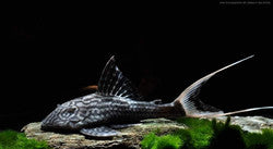 L90C PAPA LYRETAIL PLECO (Panaque Bathyphilus)