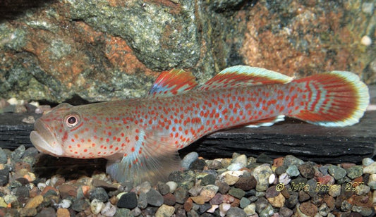 RED SPOTTED GOBY (Rhinogobius Rubromaculatus)