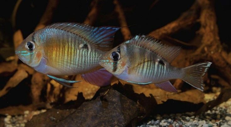 CUPID CICHLID (Biotodoma cupido) XL