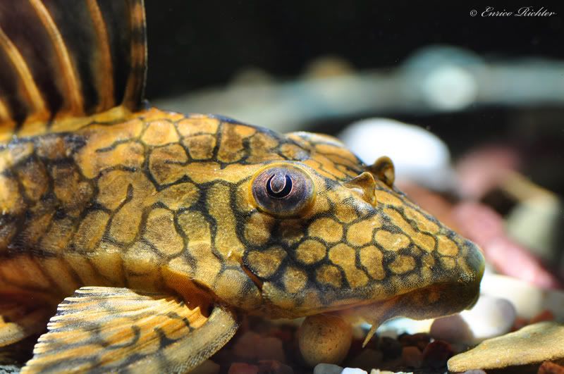 L37 HONEYCOMB PLECO (Hypostomus Faveolus) – Aquarists Across Canada