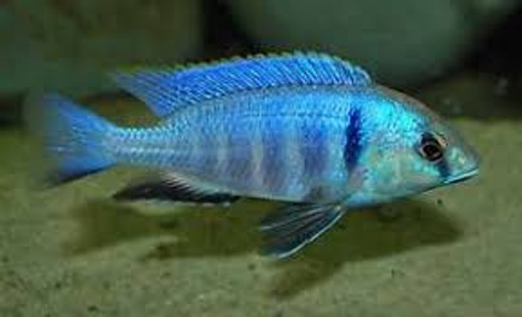 PLACIDOCHROMIS . SP *ELECTRA* (DEEP WATER HAP) (HOUSEBRED, DOMESTIC) 5" SHOW MALE