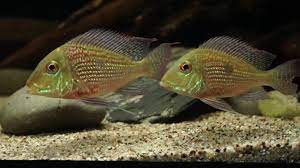 GEOPHAGUS SVENI *RIO ARAGUAIA" D2405YS