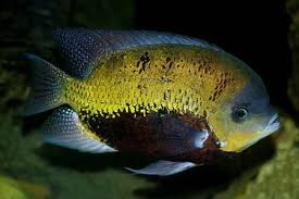 PANTANO CICHLID (Cichlasoma pearsei) - Aquarists Across Canada