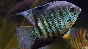 GREEN SEVERUM (Heros Efasciatus) 6" XL