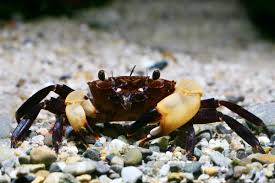 WHITE CLAW SULAWESI CRAB (Syntripsa flavichela)