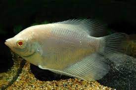 ALBINO GIANT GOURAMI (Osphronemus gouramy .sp) 2.5-3" A2410TH