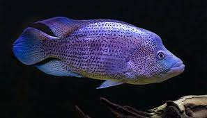 DOVII CICHLID (Parachromis dovii)
