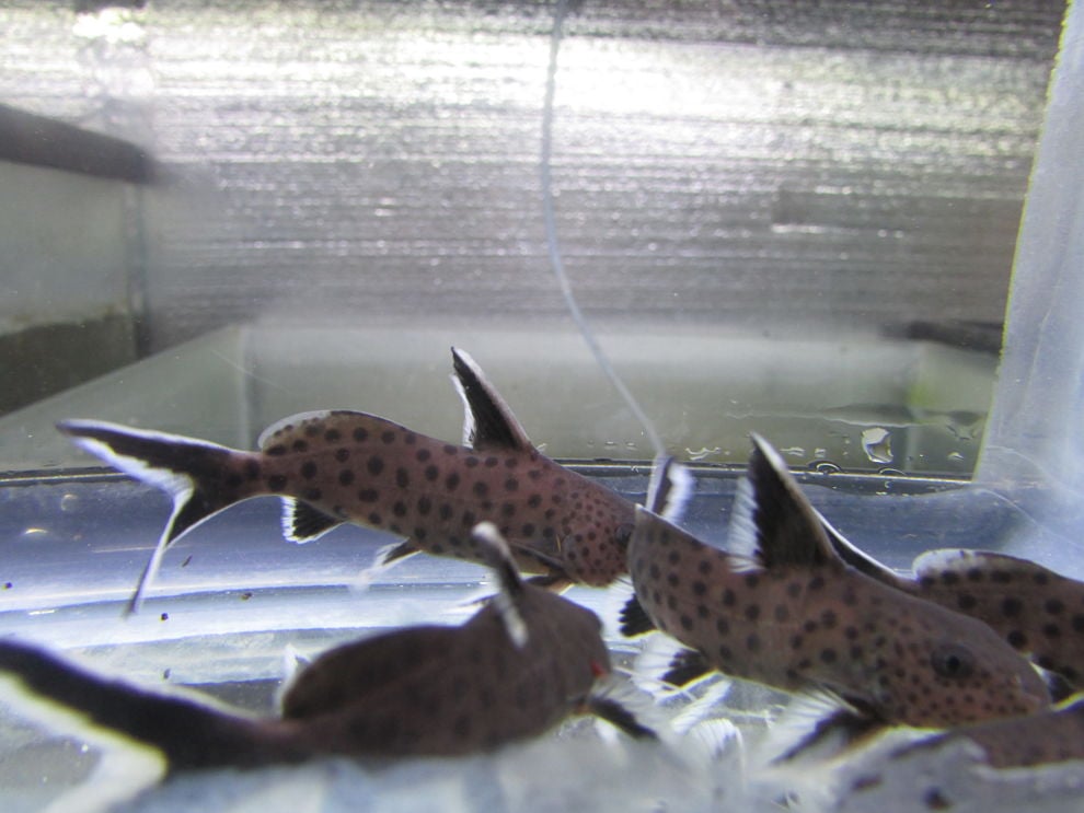 SYNODONTIS PIEDRATUS