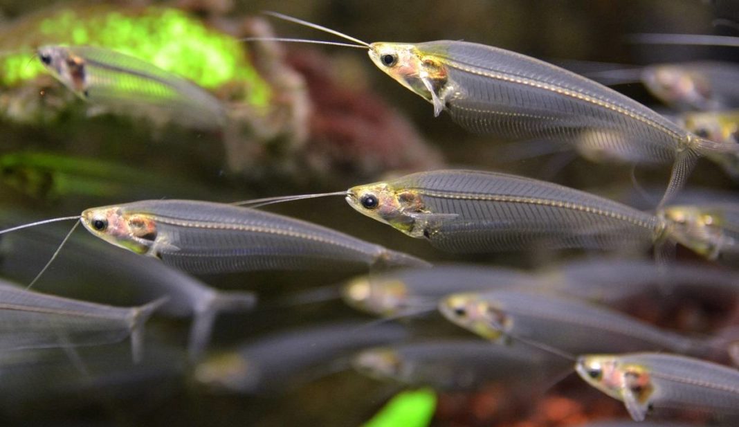 GLASS CATFISH (Kryptopterus bicirrhis) - Aquarists Across Canada