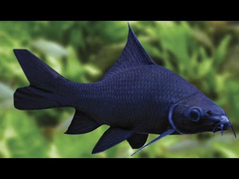 BLACK SHARK (Labeo chrysophekadion ) - Aquarists Across Canada