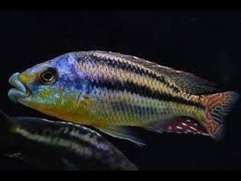 MALAWI THICK LIPS (Cheilochromis Euchilus)