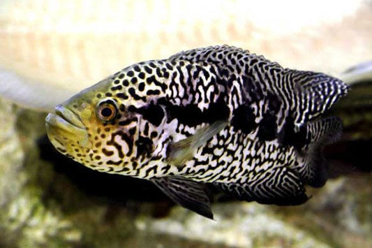 JAGUAR CICHLID (Parachromis managuensis)