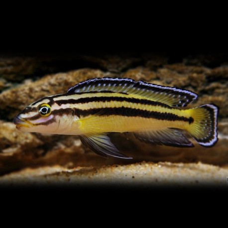 JULIDOCHROMIS REGANI "kipili" - Aquarists Across Canada