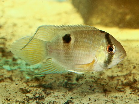 KEYHOLE CICHLID (Cleithracara maronii)