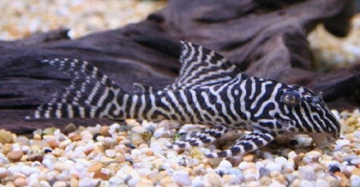 L66 KING TIGER PLECO (Hypancistrus sp. L066) 4-5" LG