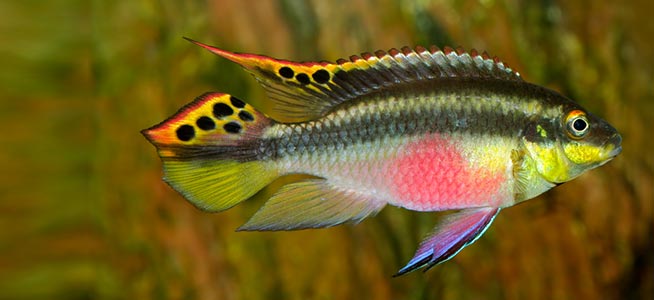 KRIBENSIS (Pelvicachromis pulcher)