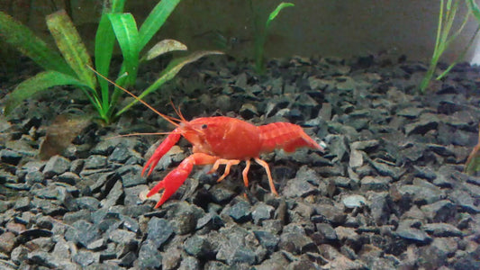 RED CRAYFISH (Procambarus Clarkii) 2402