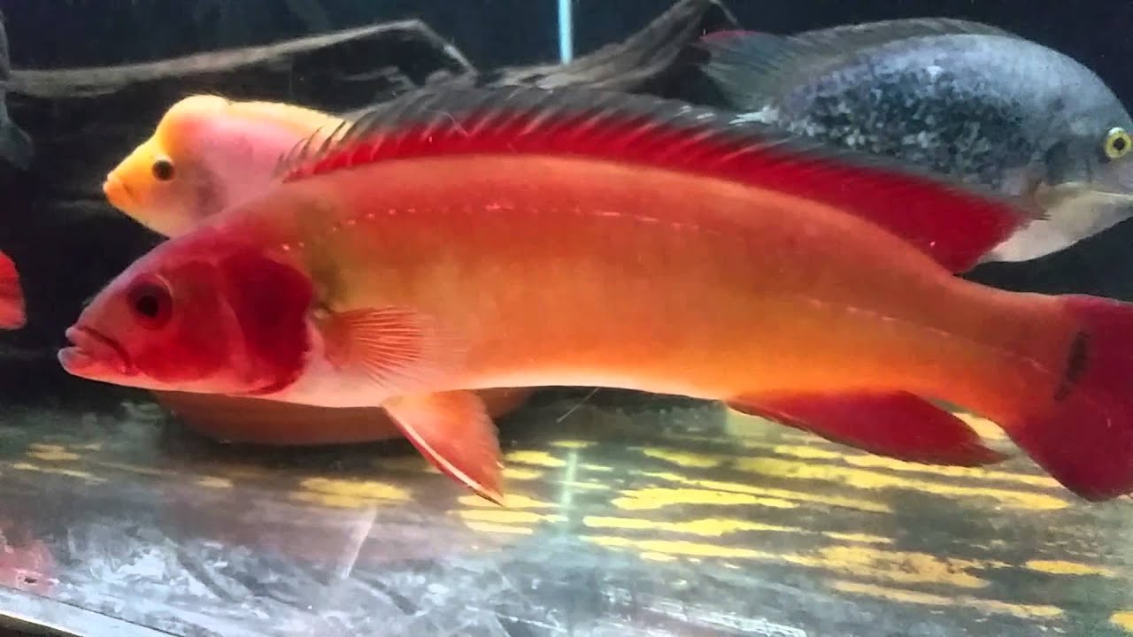 FIRE PIKE (Crenicichla sp. atapabo 1) - Aquarists Across Canada