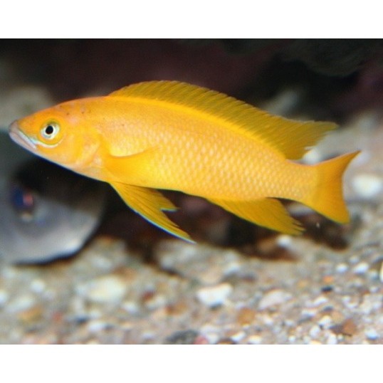 LEMON CICHLID (Neolamprologus Leleupi) - Aquarists Across Canada