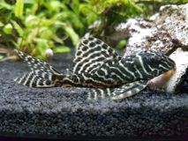 L400 BELO MONTE PLECO (Hypancistrus .Sp) 2403