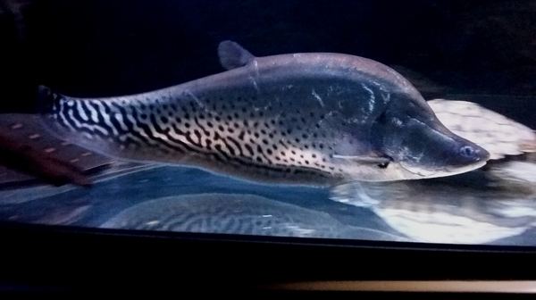 ROYAL KNIFE FISH (Chitala blanci) 8"