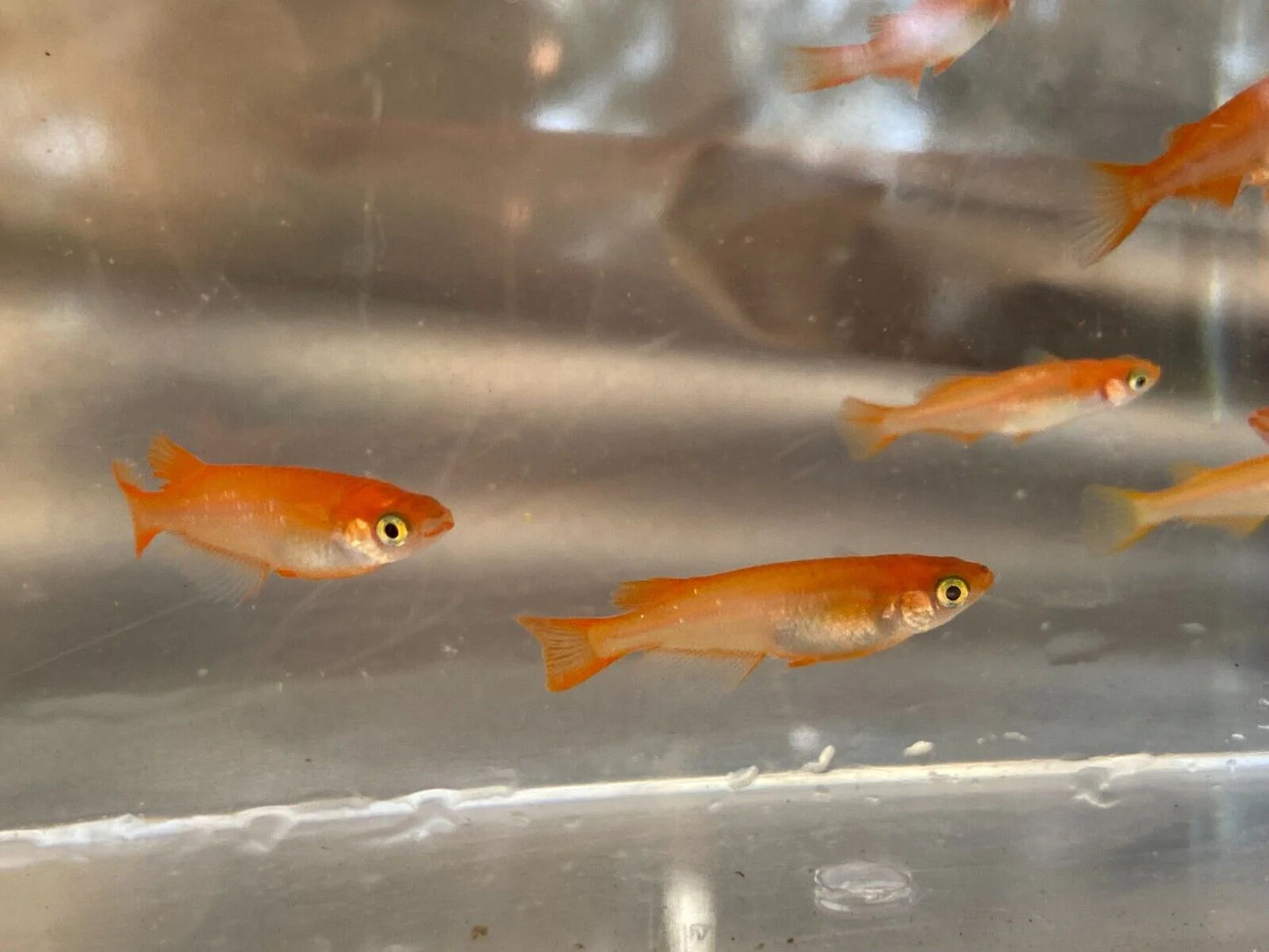 RED MEDAKA RICE FISH (Oryzias latipes)