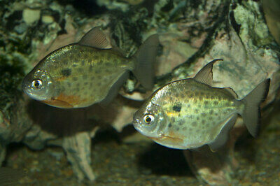 SPOTTED SILVER DOLLAR (Metynnis Maculatus)