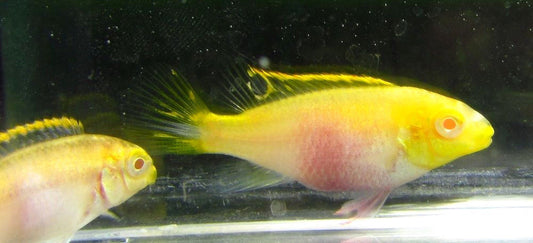 KRIBENSIS *ALBINO* (Pelvicachromis pulcher)