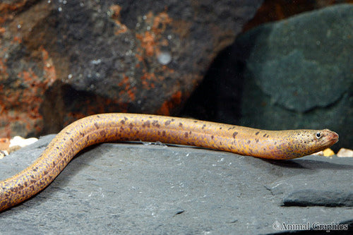 SPOTTED SWAMP EEL (Synbranchus marmoratus ‘spotted’) (true eel Rare)